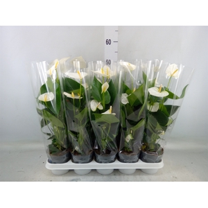 Anthurium  'Karma White'