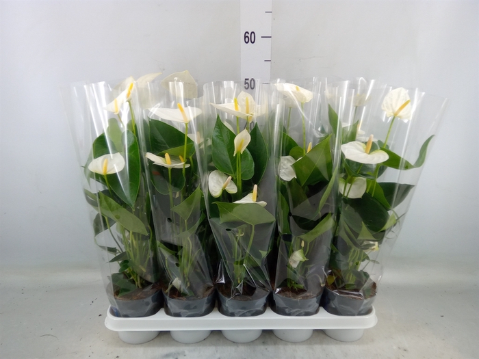 <h4>Anthurium  'Karma White'</h4>