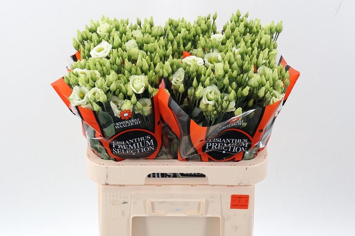 <h4>Eus G Rosi Green</h4>