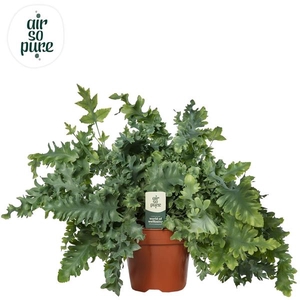 Phlebodium aureum Davana