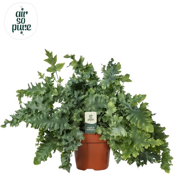 <h4>Phlebodium aureum Davana</h4>