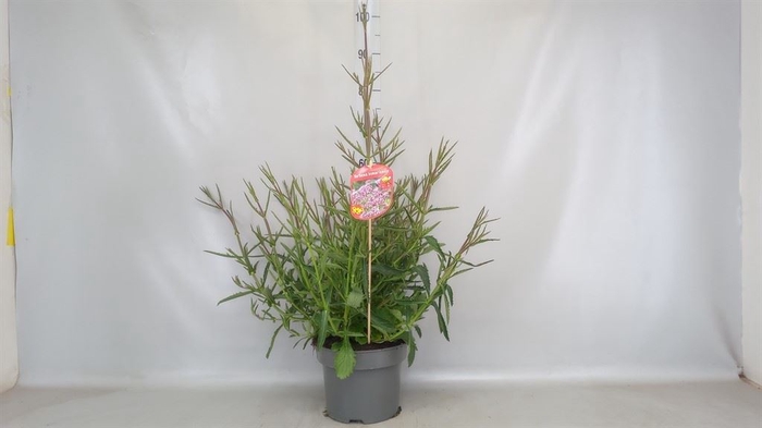 <h4>Verbena bonariensis</h4>