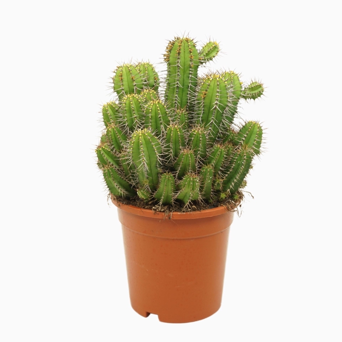 Euphorbia