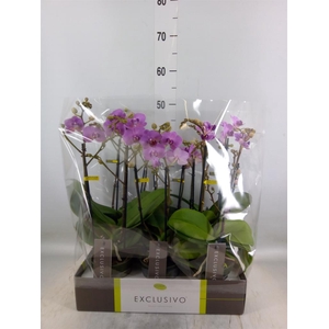 Phalaenopsis multi.   ...rose