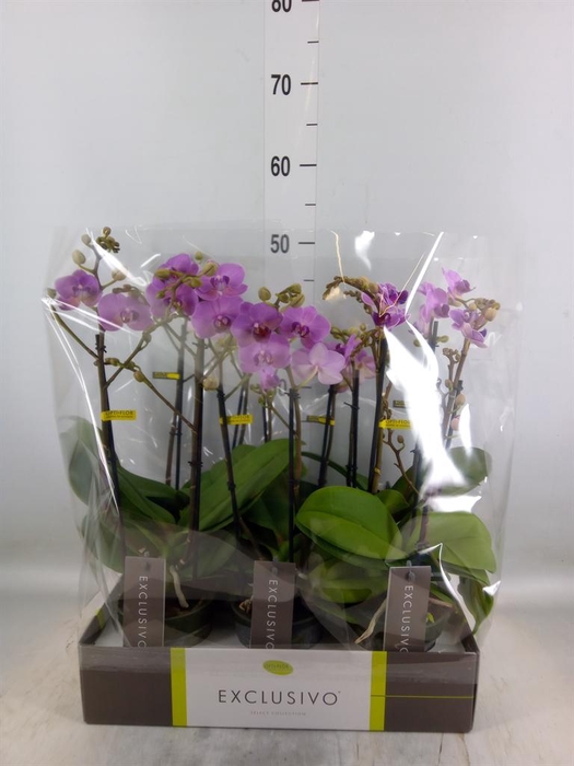 <h4>Phalaenopsis multi.   ...rose</h4>