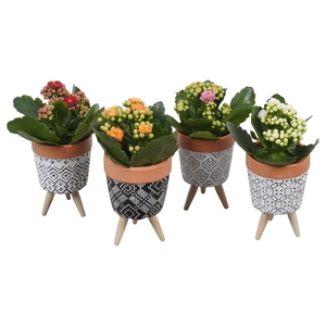 Arr.    Planten  L%