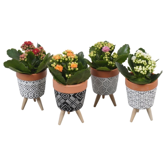 <h4>Arr.    Planten  L%</h4>