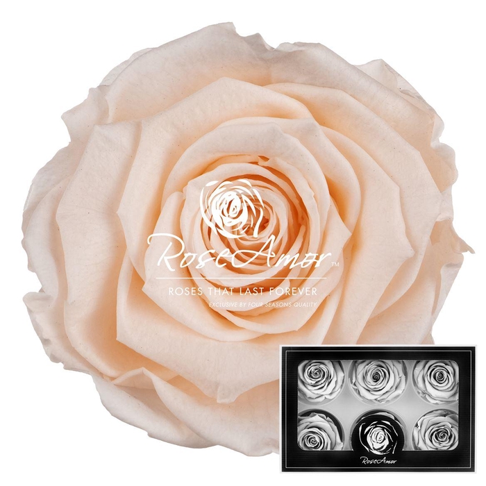 <h4>Lplus Pea89</h4>