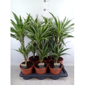 Dracaena fr de 'Warneckei'