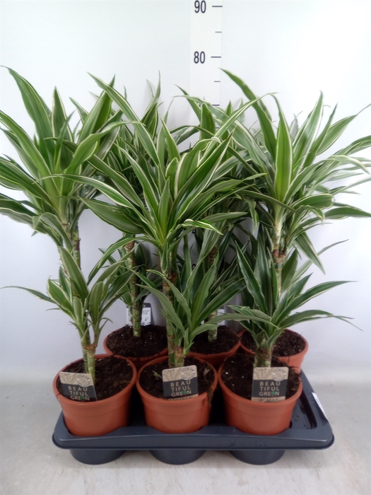 <h4>Dracaena fr de 'Warneckei'</h4>