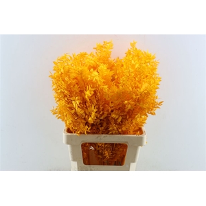 Pres Ruscus Orange P Stem