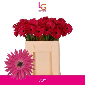 GE MI QUEENI JOY