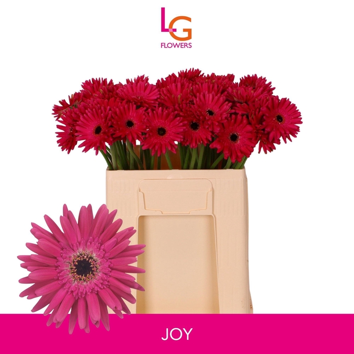 <h4>GE MI QUEENI JOY</h4>