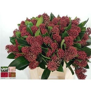 Skimmia Rubella Red Extra