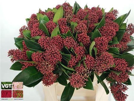 <h4>Skimmia Rubella Red Extra</h4>