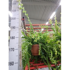 Epiphyllum anguliger