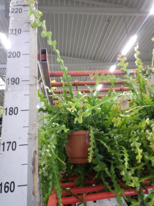 <h4>Epiphyllum anguliger</h4>