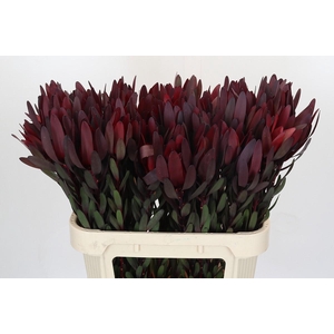 Leucadendron Saf Sunset Dark Red