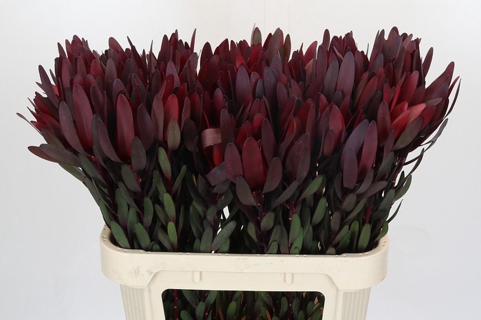 <h4>Leucadendron Saf Sunset Dark Red</h4>