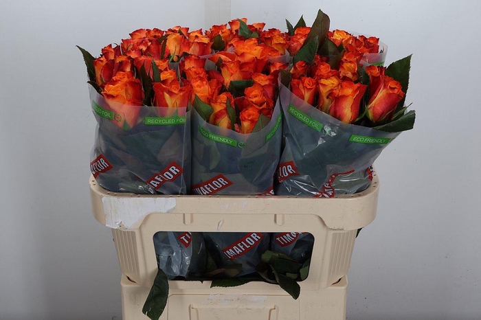 <h4>R Gr Mariyo!</h4>