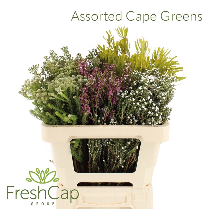 Assorted Cape Greens