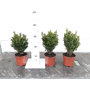 Buxus sempervirens Green Balloon 15-20