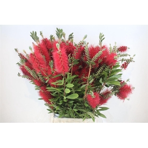 Callistemon P Bunch