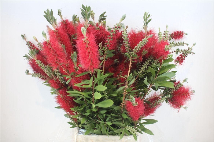 <h4>Callistemon P Bunch</h4>
