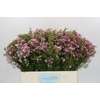Chamelaucium Kerryn