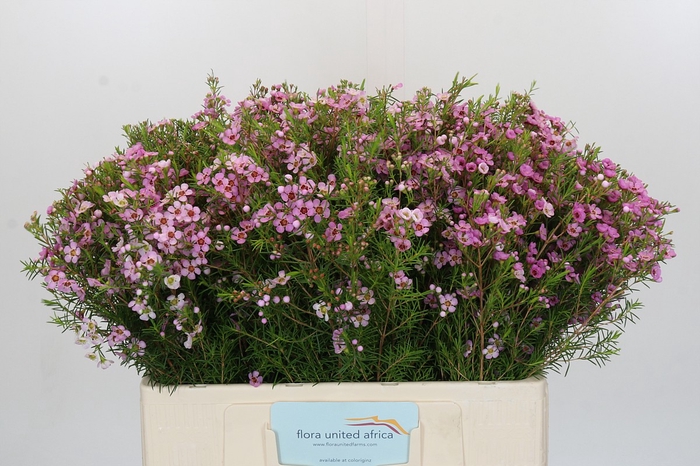 Chamelaucium Kerryn
