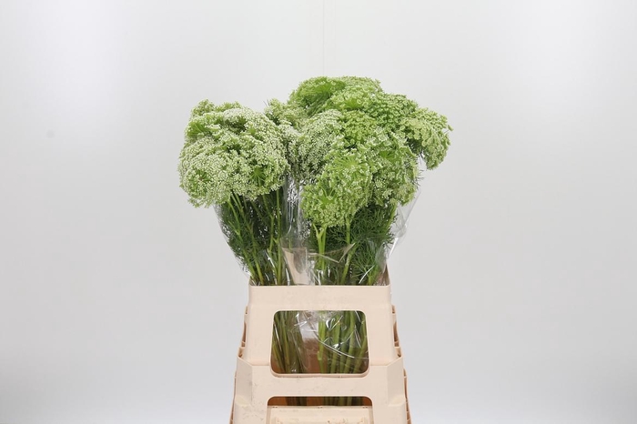 <h4>Ammi Majus Visnaga</h4>
