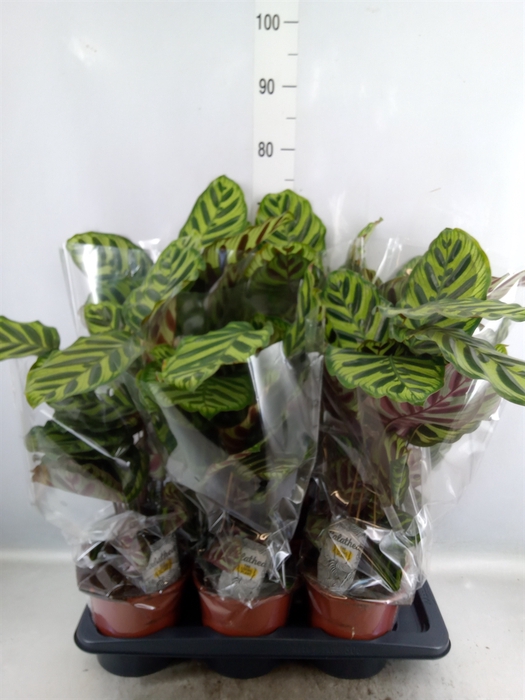 <h4>Calathea makoyana</h4>