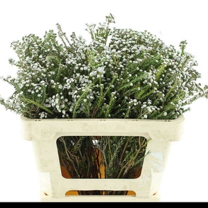 PHYLICA PLUMOSA