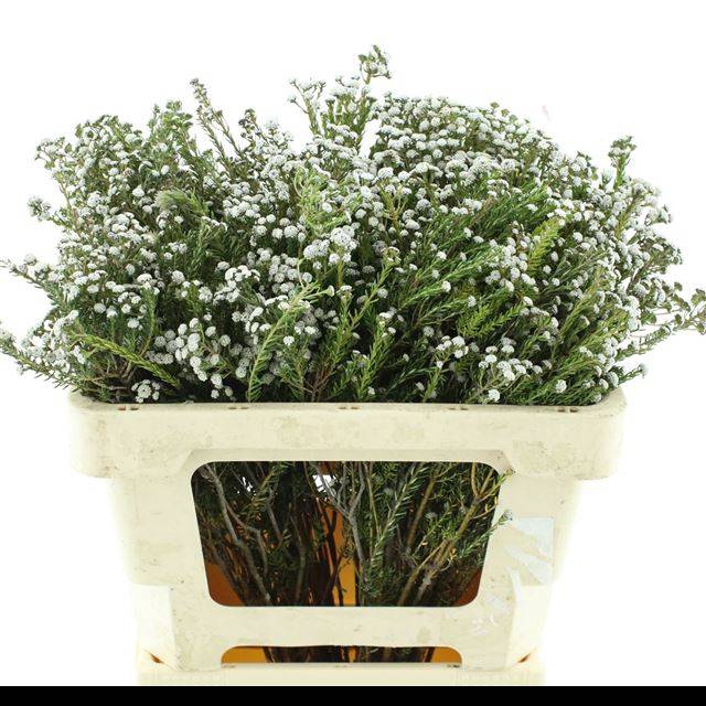 <h4>PHYLICA PANICULATA</h4>