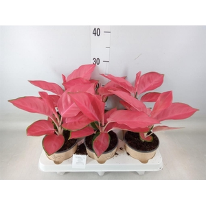 Aglaonema   ...