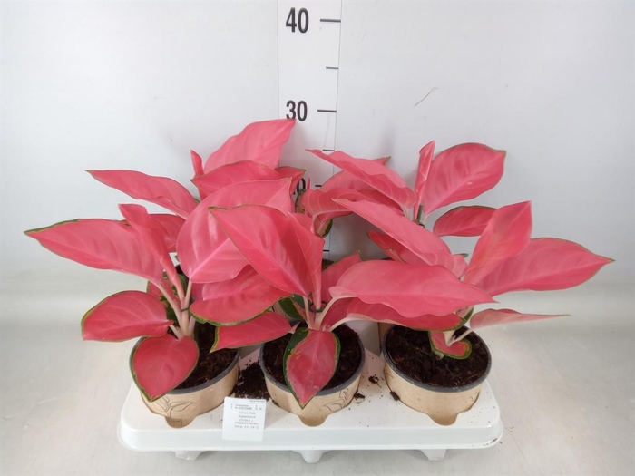 <h4>Aglaonema ...</h4>