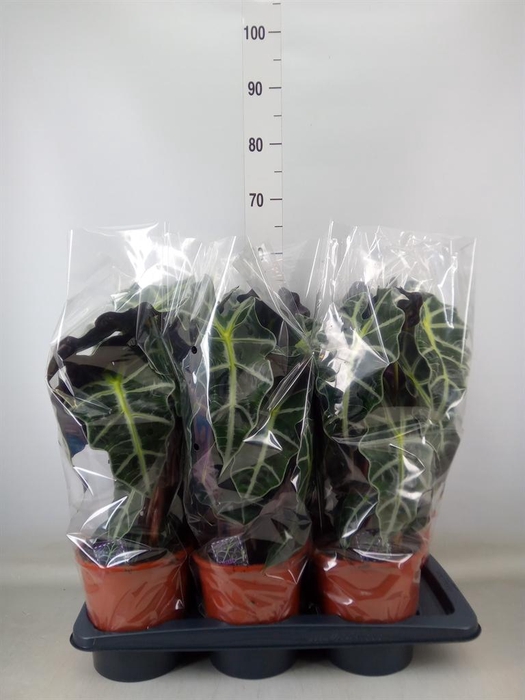 <h4>Alocasia amazonica 'Polly'</h4>