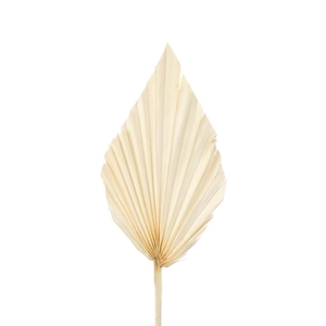 Palmspear Bleached White