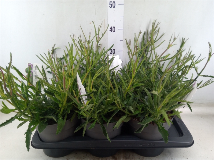 <h4>Verbena bonariensis</h4>