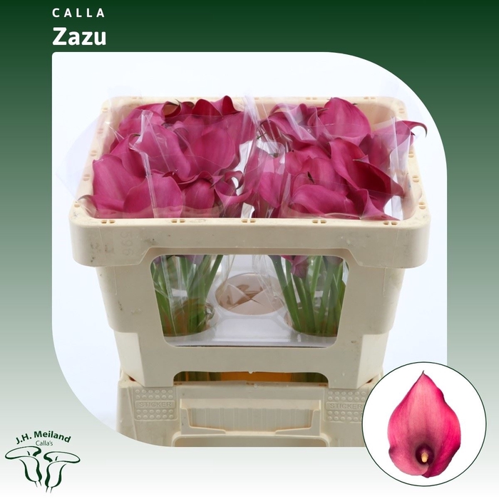 <h4>Calla Zazu</h4>
