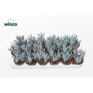 Senecio Mount Everest