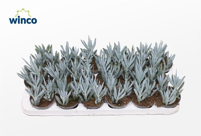 <h4>Senecio Mount Everest</h4>