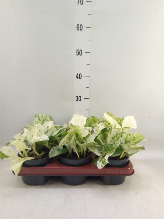 <h4>Epipremnum pinn. 'Happy Leaf'</h4>