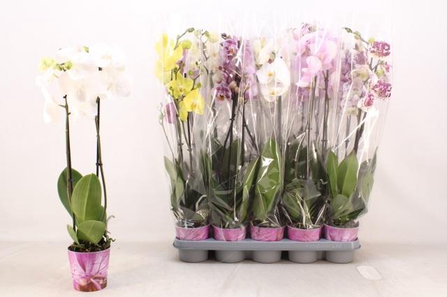 <h4>PHAL GEM 5 KL</h4>