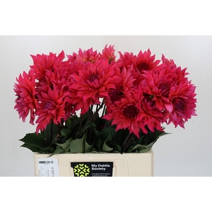 Dahlia Pink Punk
