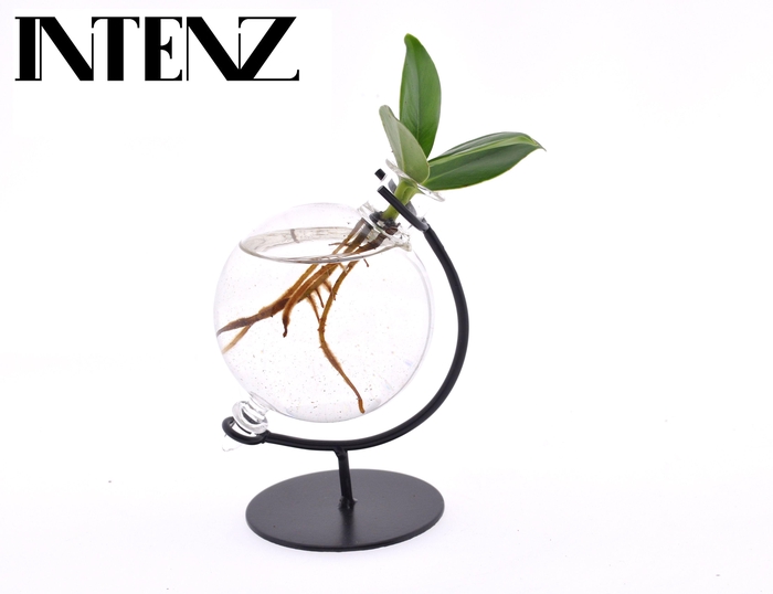 <h4>Clusia in Victoria glas</h4>