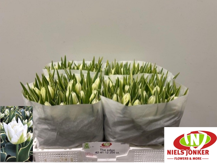 <h4>TU DU THE EDGE</h4>