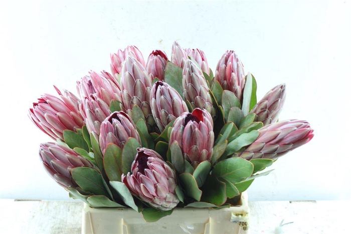 <h4>Protea Sharonet</h4>