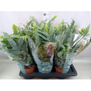 Phlebodium aureum 'Blue Star'