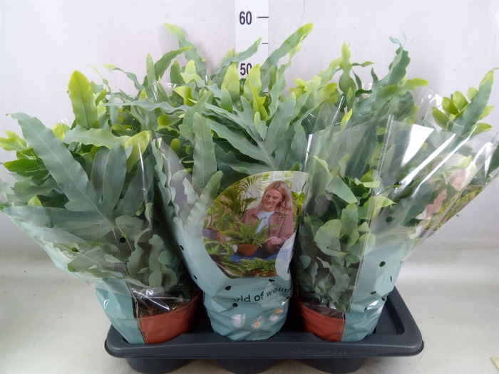 <h4>Phlebodium aureum 'Blue Star'</h4>